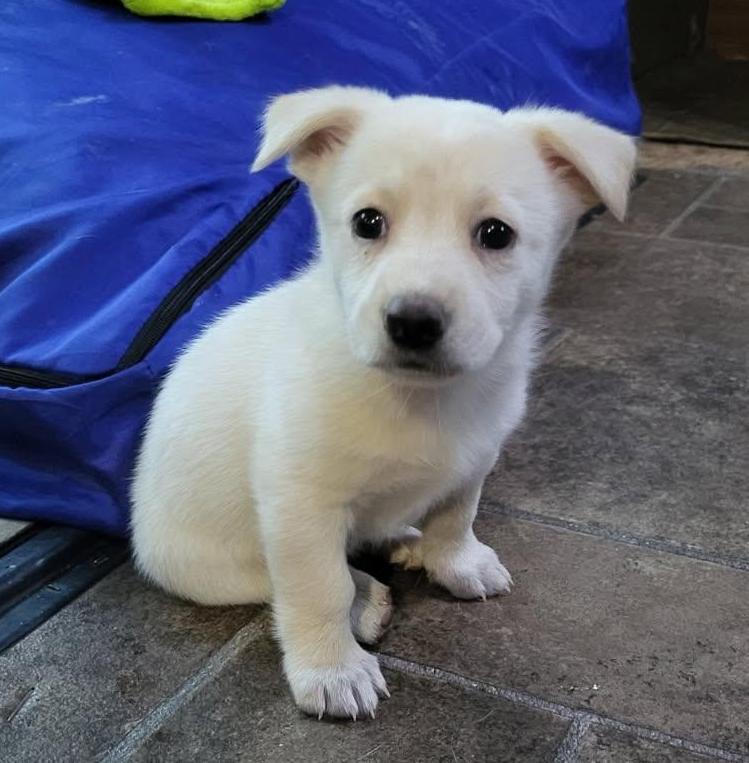 Magnolia, adopted, Puppy Female Chihuahua.