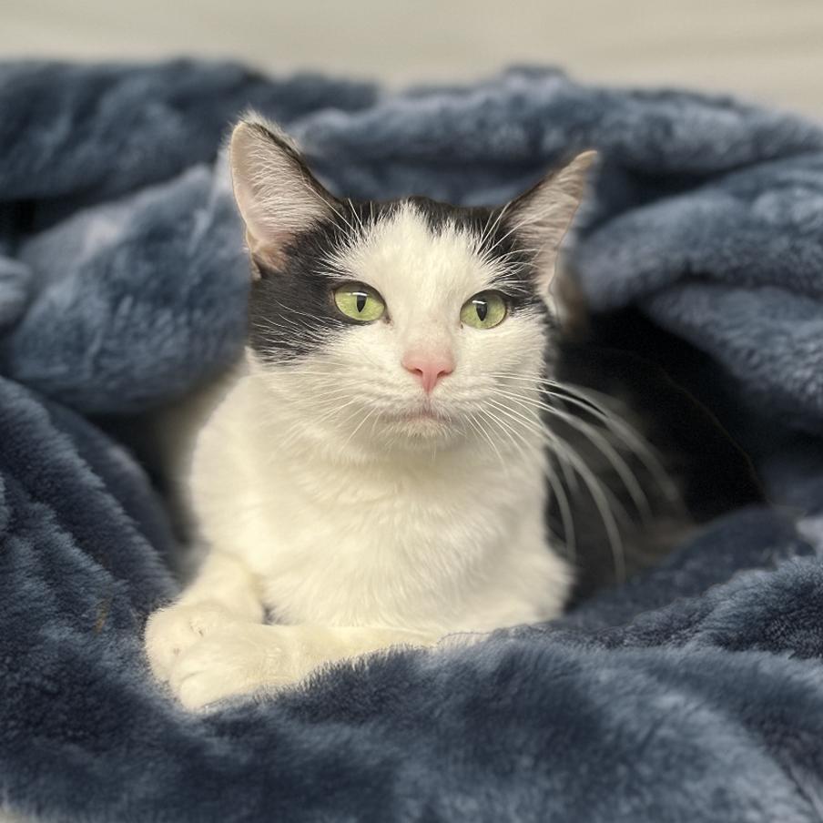 Banana, Adoptable, Young Female Domestic Short Hair.