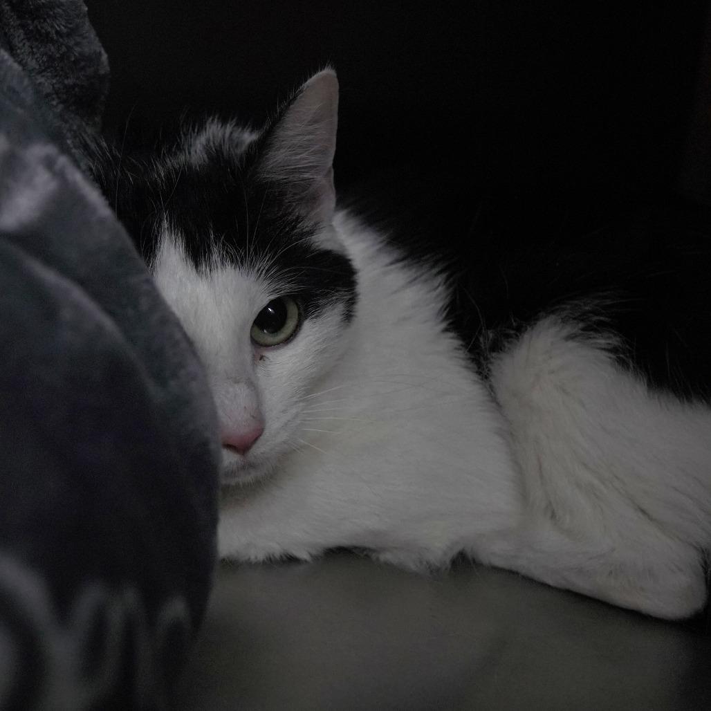 Enlarge Banana, a Adoptable Domestic Short Hair in Gainesville, GA image 2/3