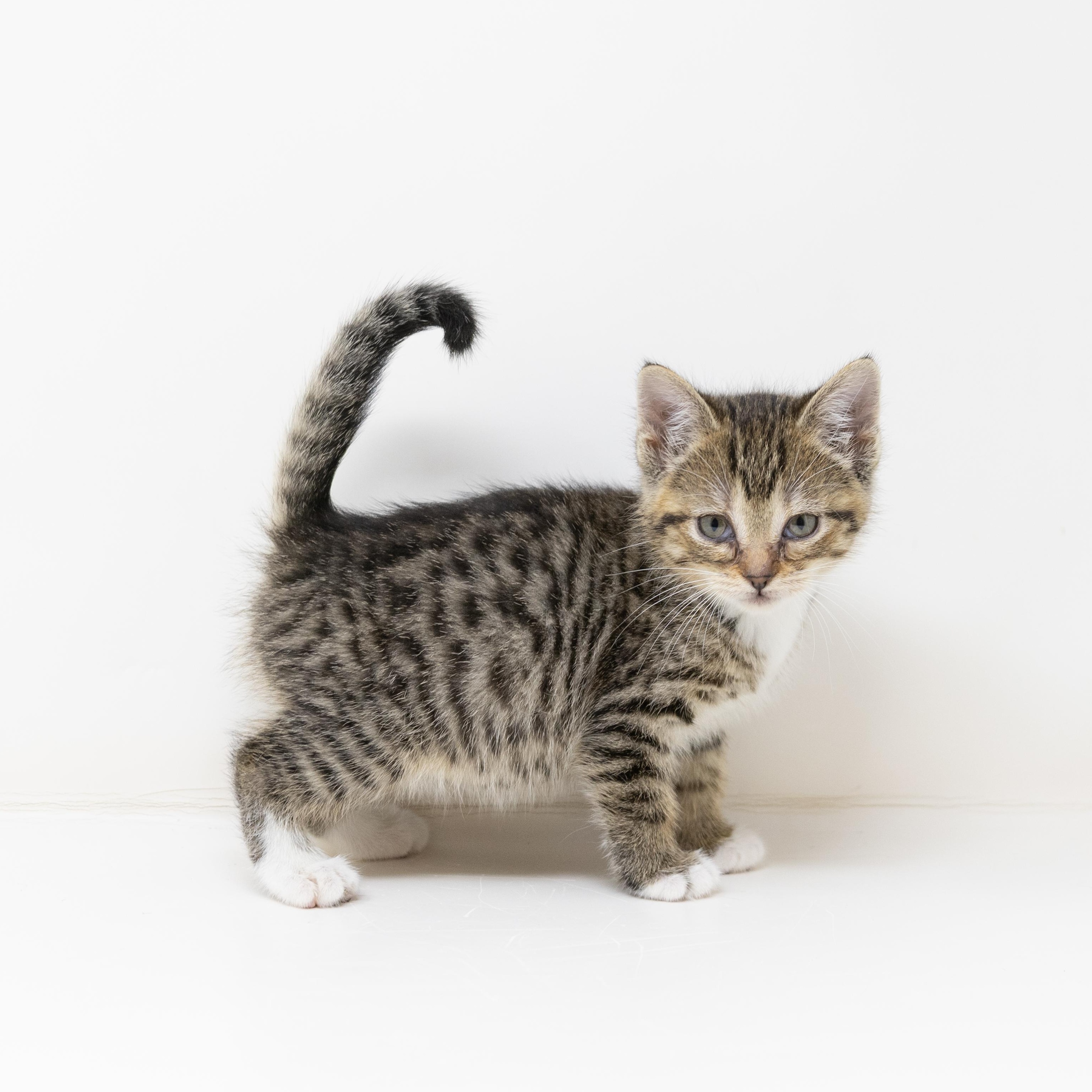 Enlarge Willow, a Adoptable Tabby in Trophy Club, TX image 1/6