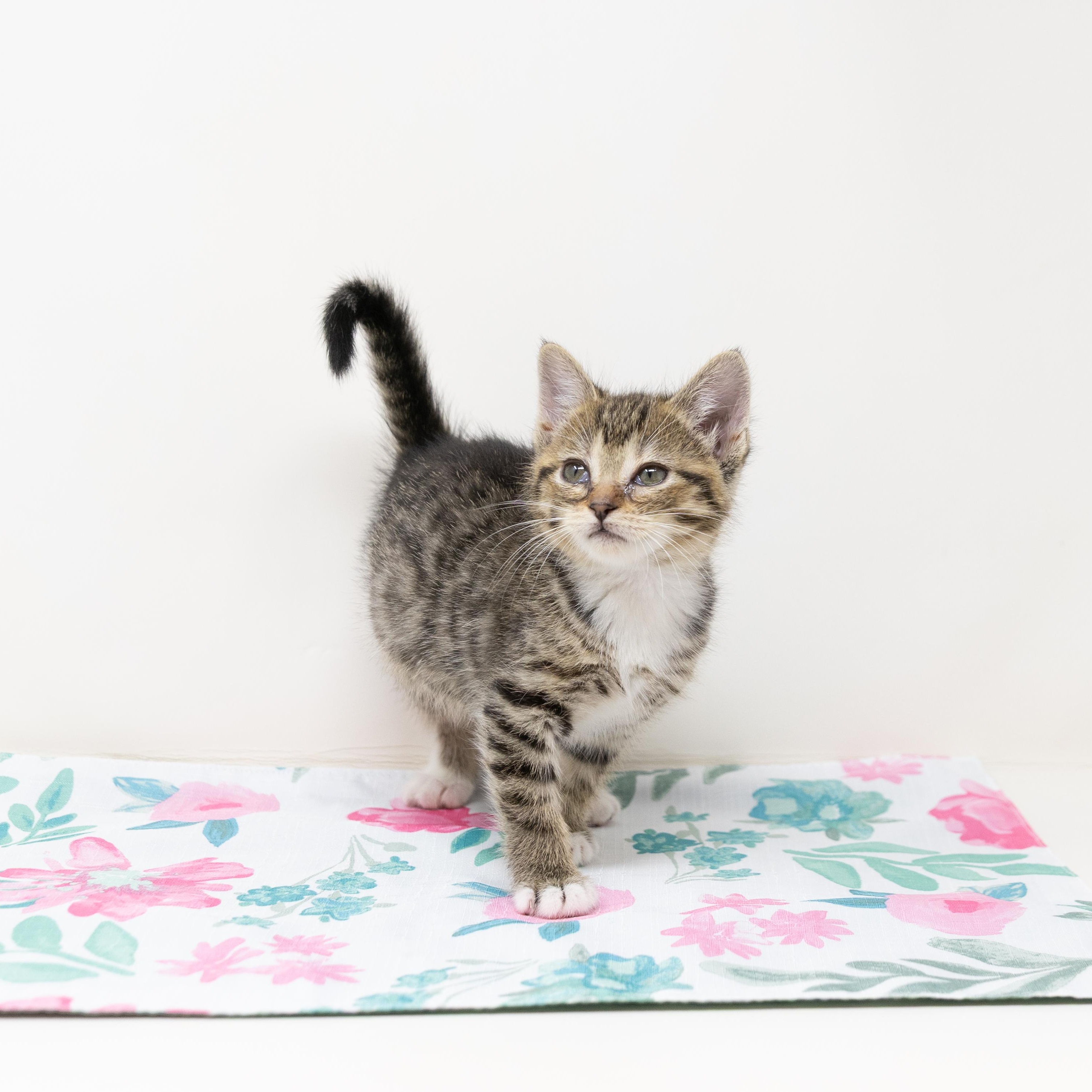 Enlarge Willow, a Adoptable Tabby in Trophy Club, TX image 6/6
