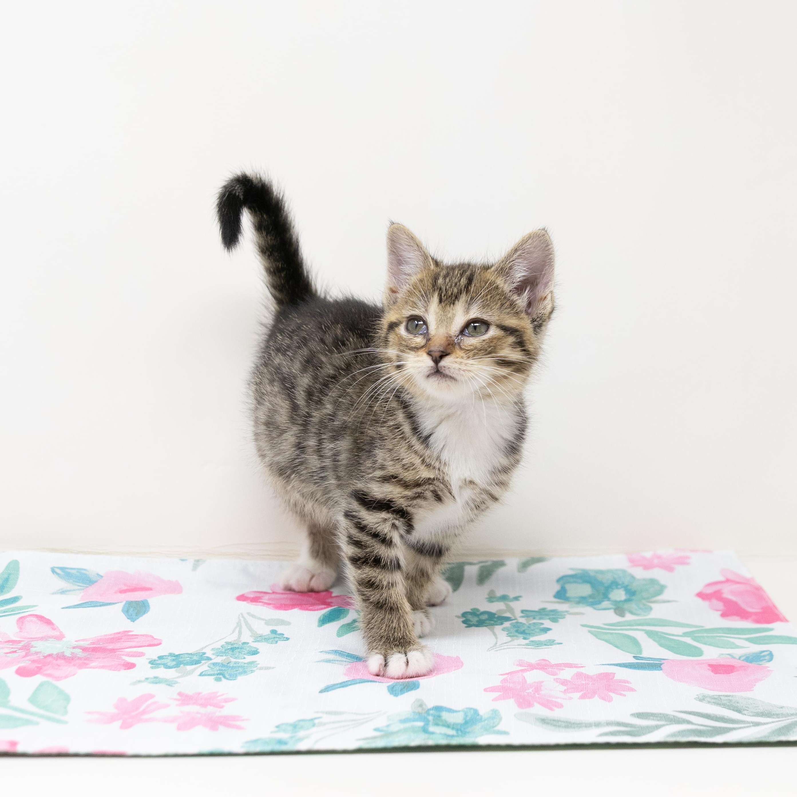 Enlarge Willow, a Adoptable Tabby in Trophy Club, TX image 3/6