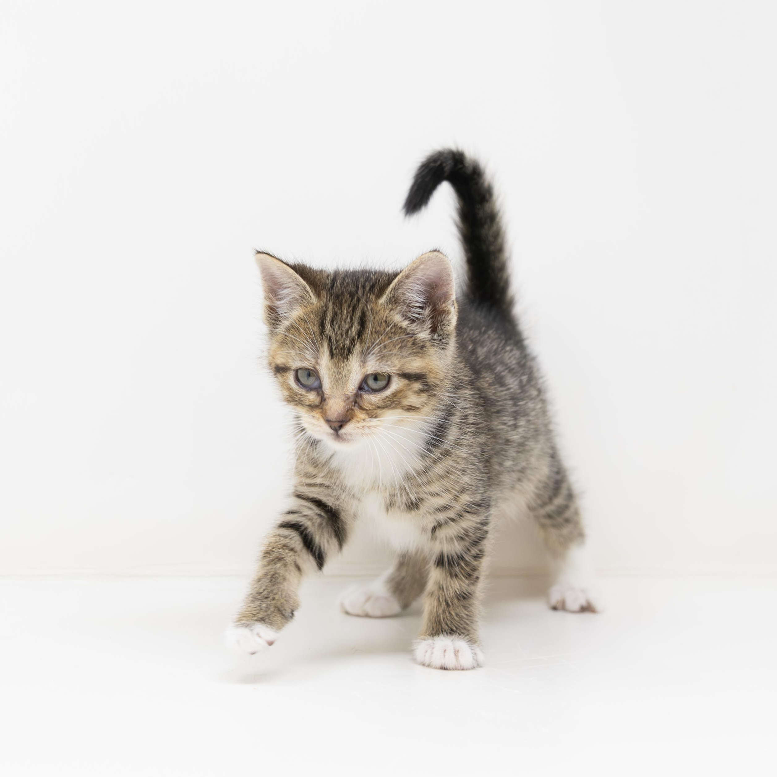 Enlarge Willow, a Adoptable Tabby in Trophy Club, TX image 4/6