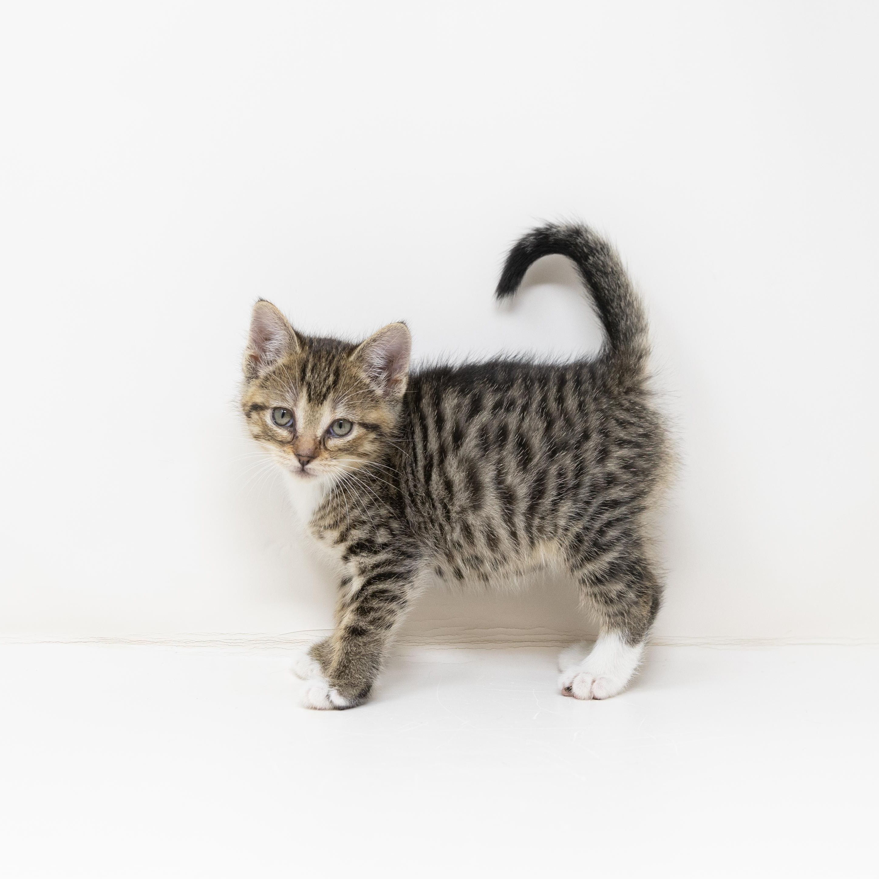 Enlarge Willow, a Adoptable Tabby in Trophy Club, TX image 5/6