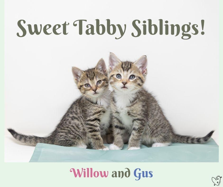 Enlarge Willow, a Adoptable Tabby in Trophy Club, TX image 2/6