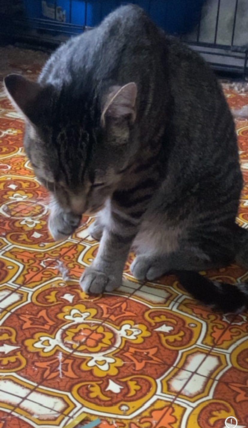 Limestone, a Adoptable Domestic Short Hair in Spencerville, ON image 2/3