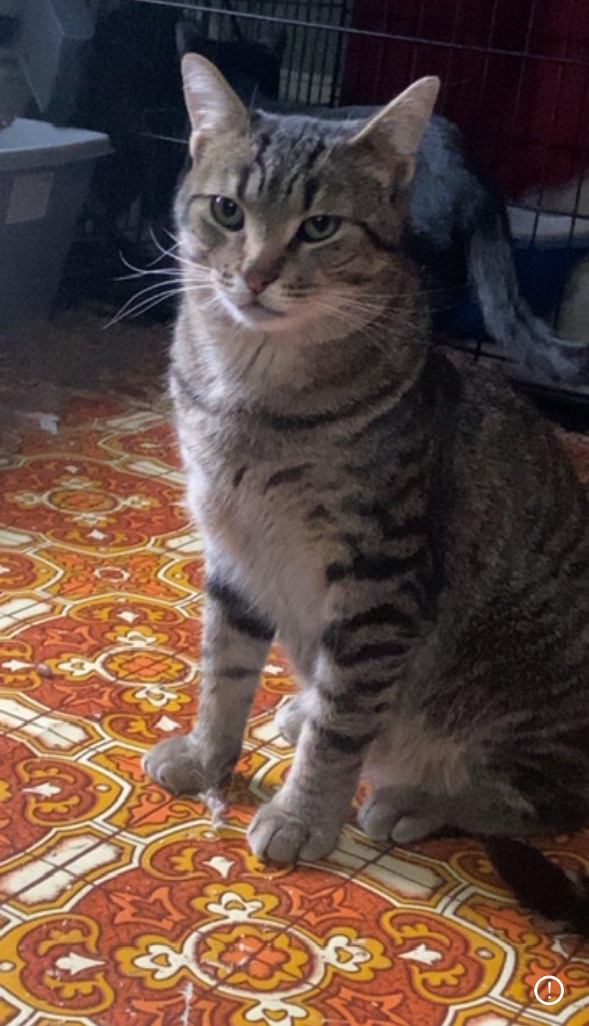 Limestone, a Adoptable Domestic Short Hair in Spencerville, ON image 3/3