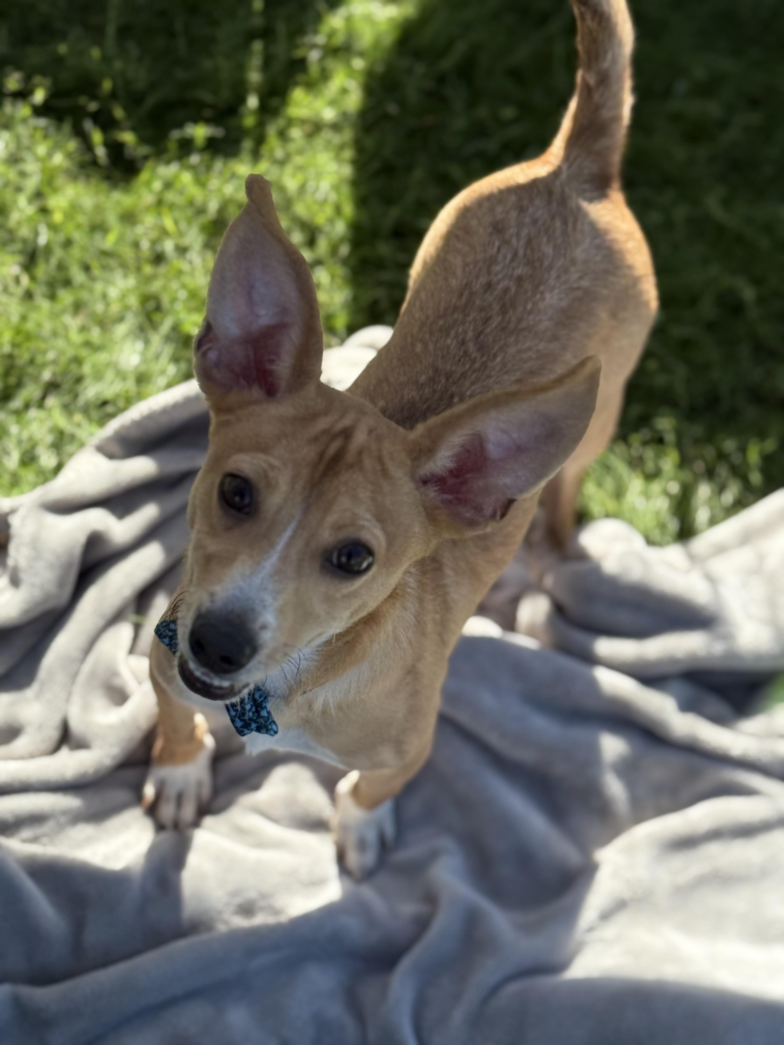 Enlarge Alfalfa, a Adoptable mixed breed in Phoenix, AZ image 1/4