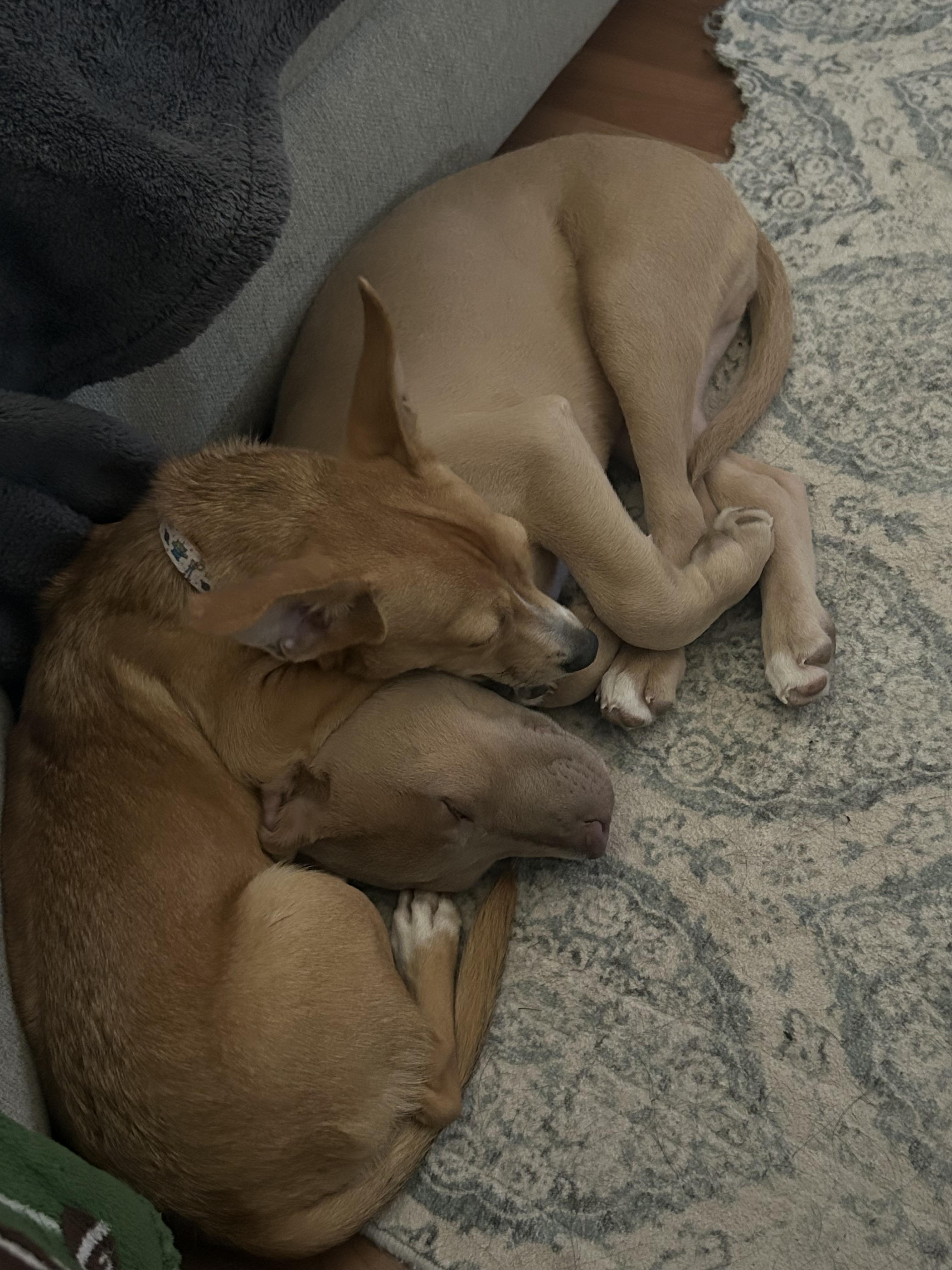 Enlarge Alfalfa, a Adoptable mixed breed in Phoenix, AZ image 2/4