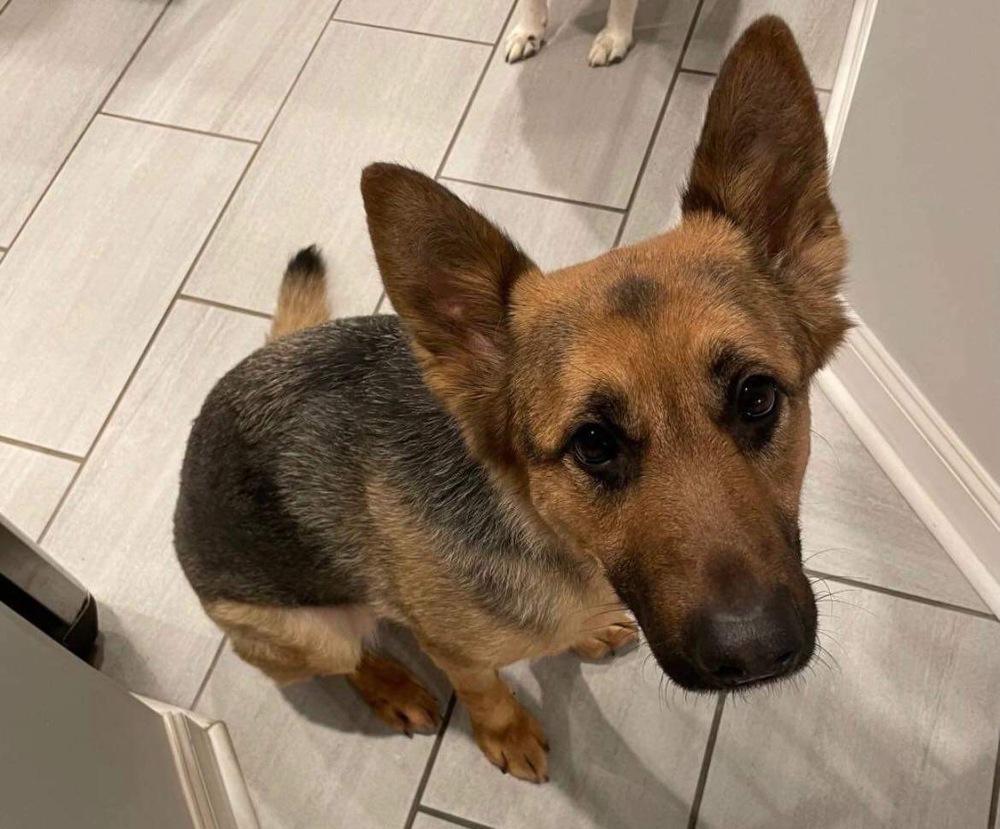 Scarlett, Adopted, Adult Female German Shepherd Dog.