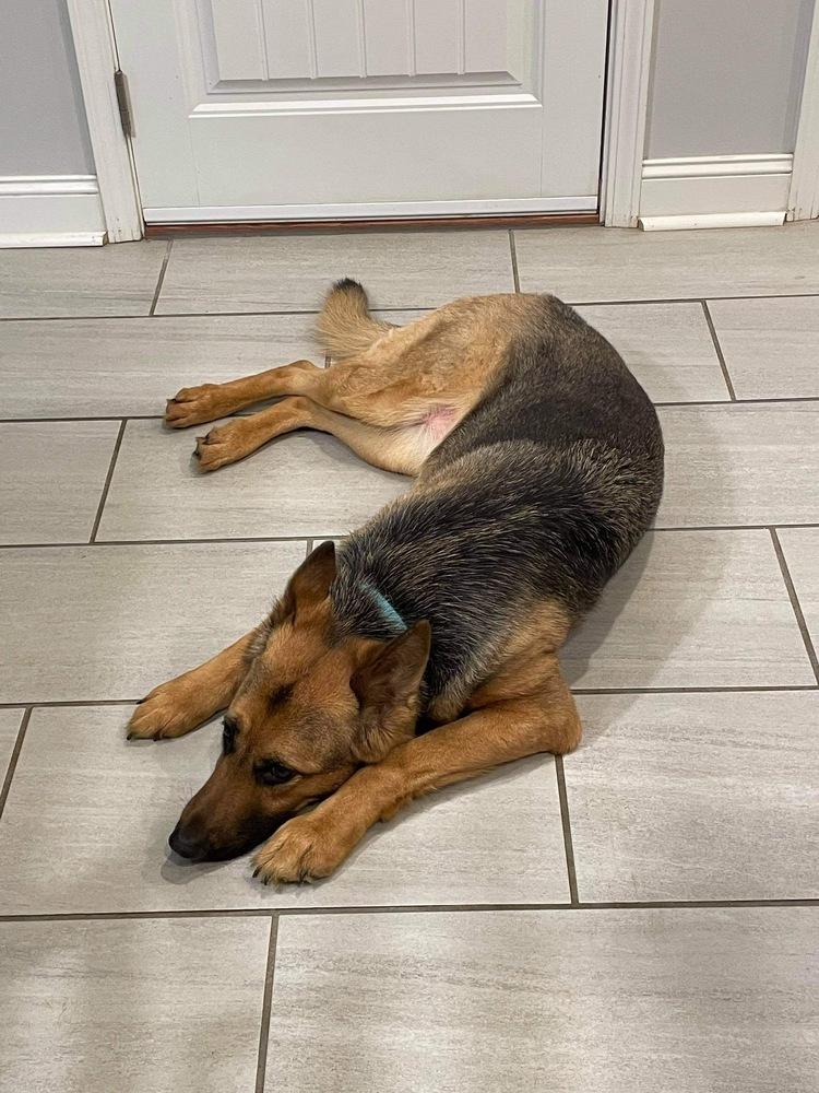 Scarlett, Adopted, Adult Female German Shepherd Dog.