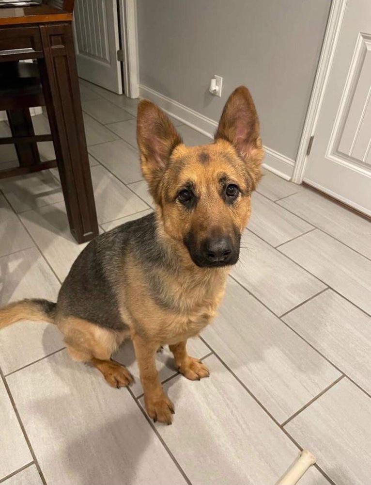 Enlarge Scarlett, a Adopted mixed breed in Middletown, CT image 3/3