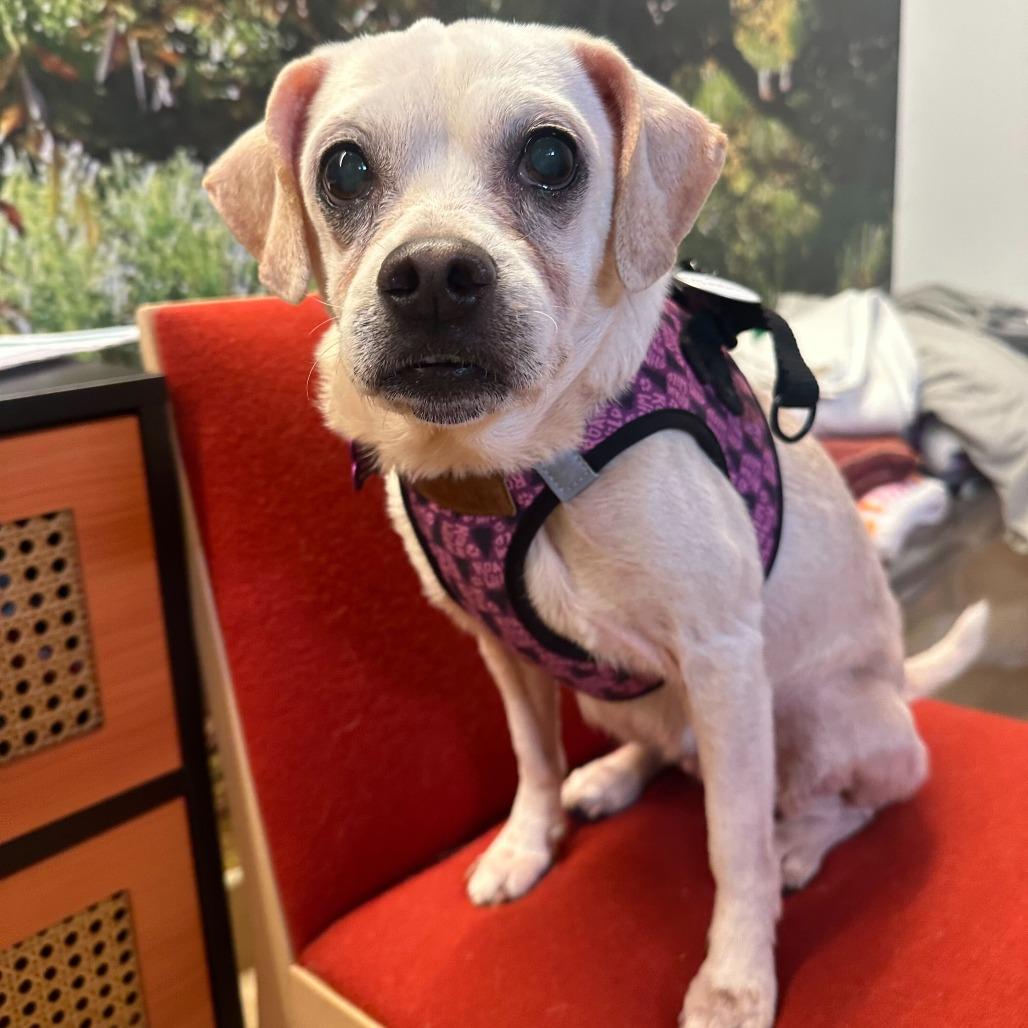 Blessing 13832, Adoptable, Senior Female Beagle.