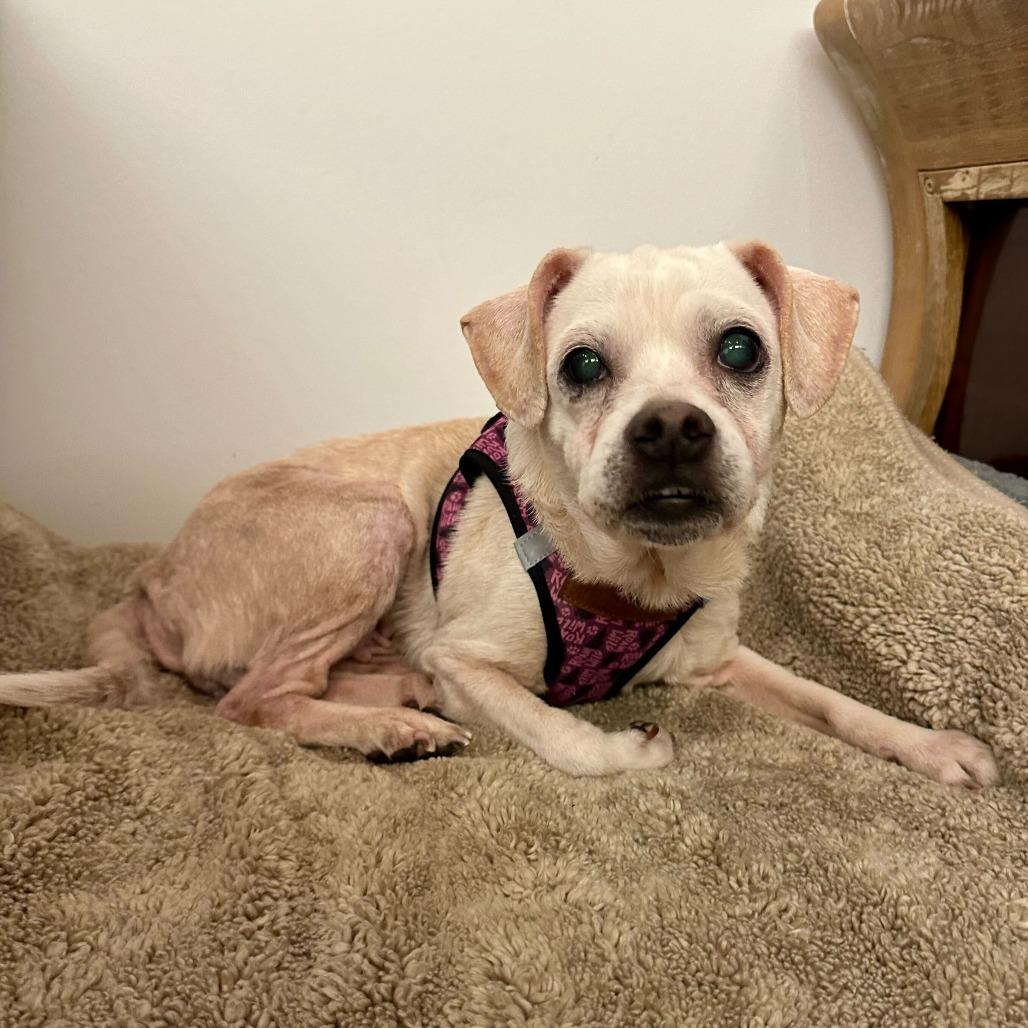 Enlarge Blessing 13832, a Adoptable Beagle in San Francisco, CA image 2/6