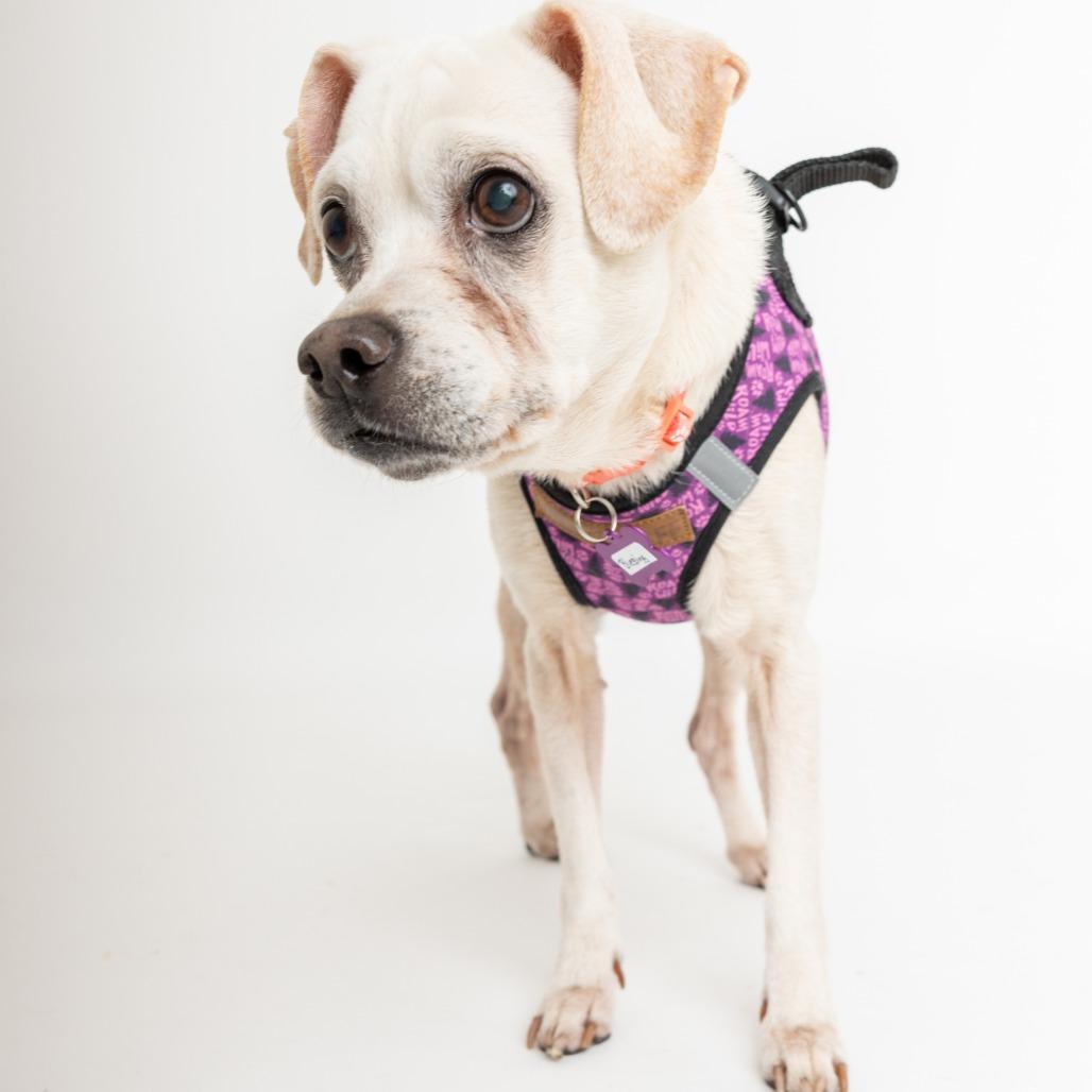 Blessing 13832 — thumbnail 3