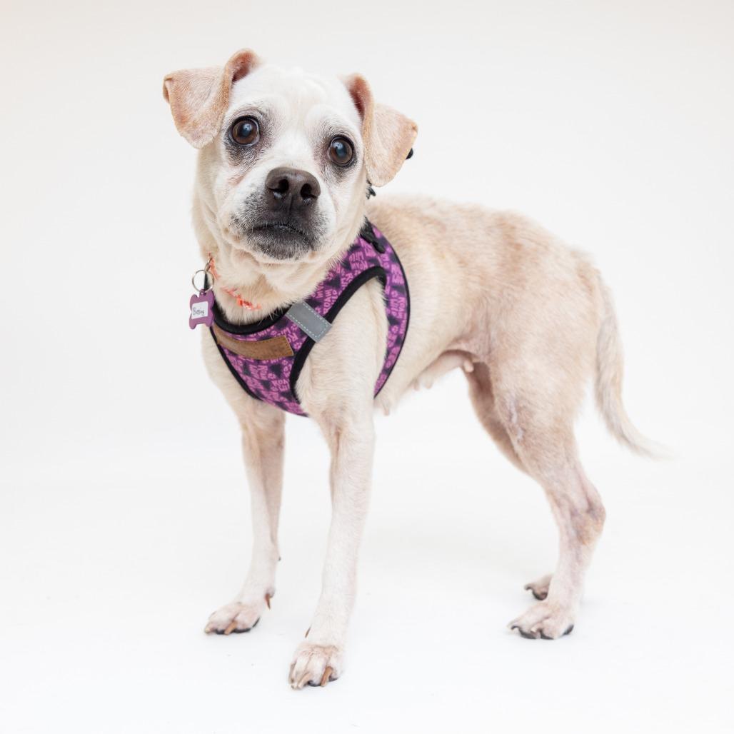 Enlarge Blessing 13832, a Adoptable Beagle in San Francisco, CA image 4/6