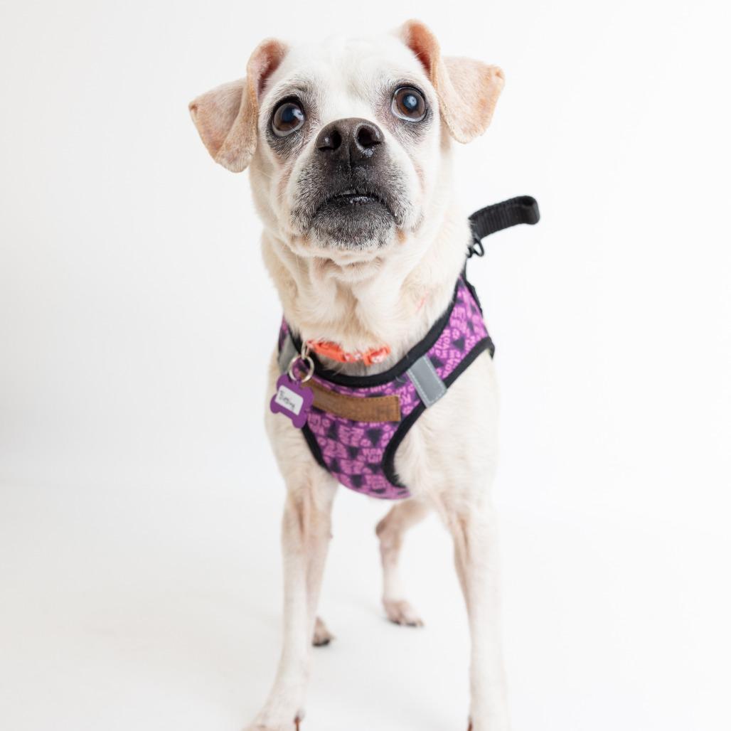 Blessing 13832 — thumbnail 5