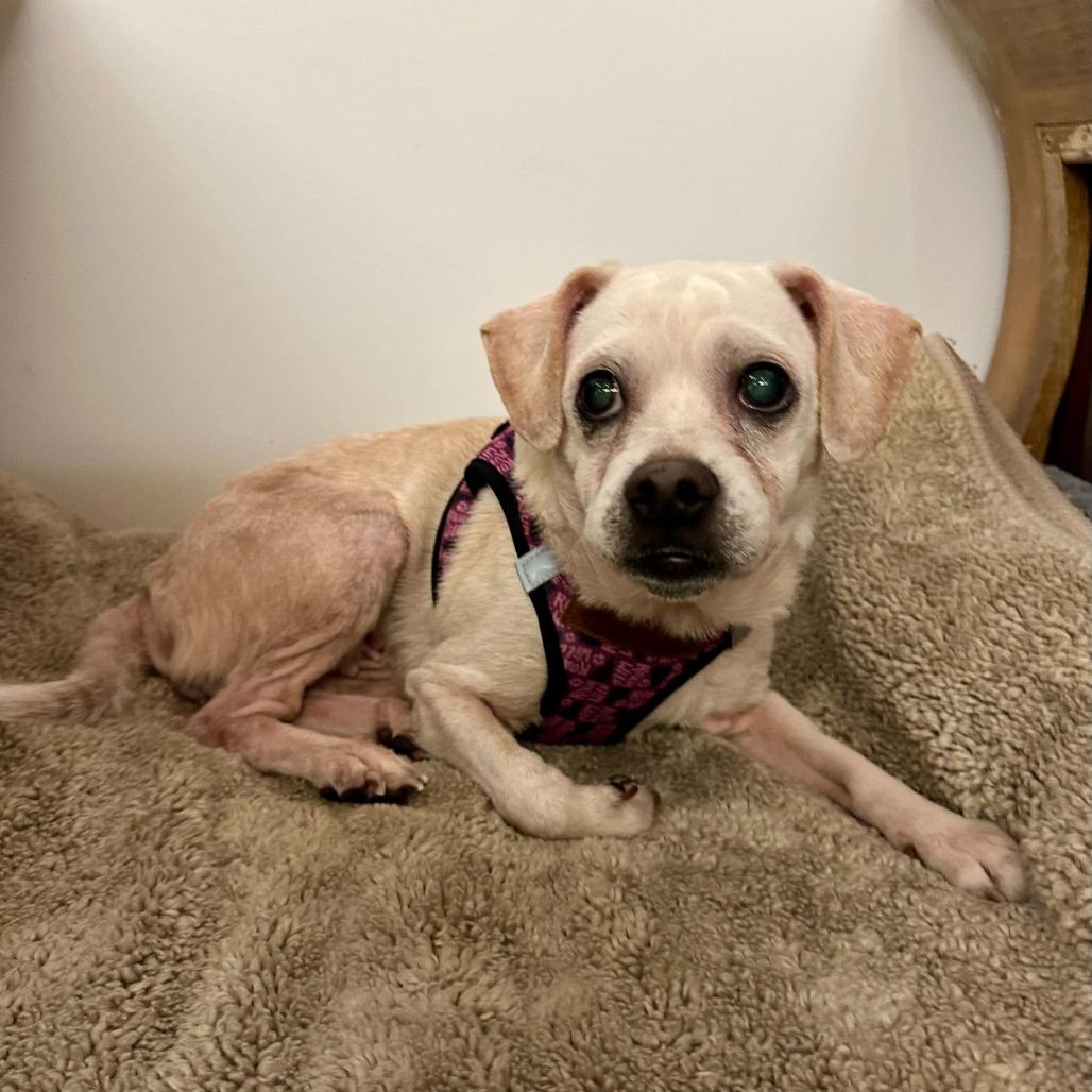 Enlarge Blessing 13832, a Adoptable Beagle in San Francisco, CA image 6/6