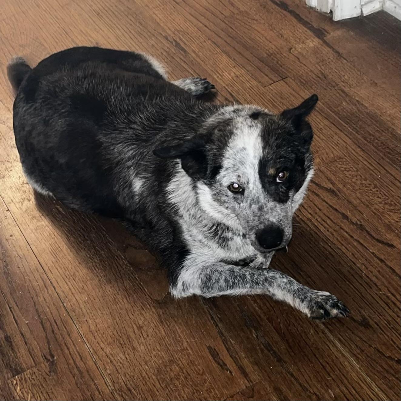 Enlarge Mattie, a Adoptable mixed breed in Stowe, VT image 2/6