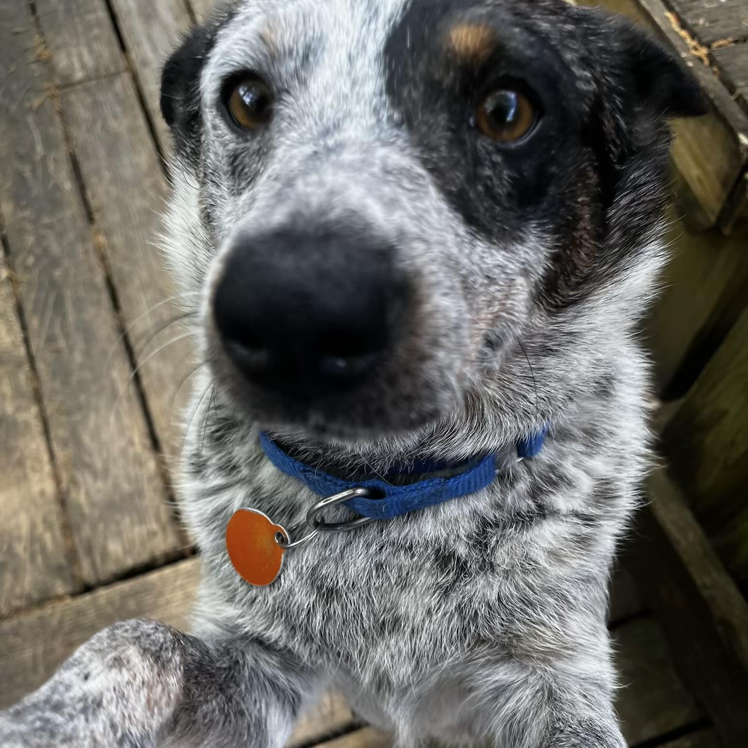 Enlarge Mattie, a Adoptable mixed breed in Stowe, VT image 3/6