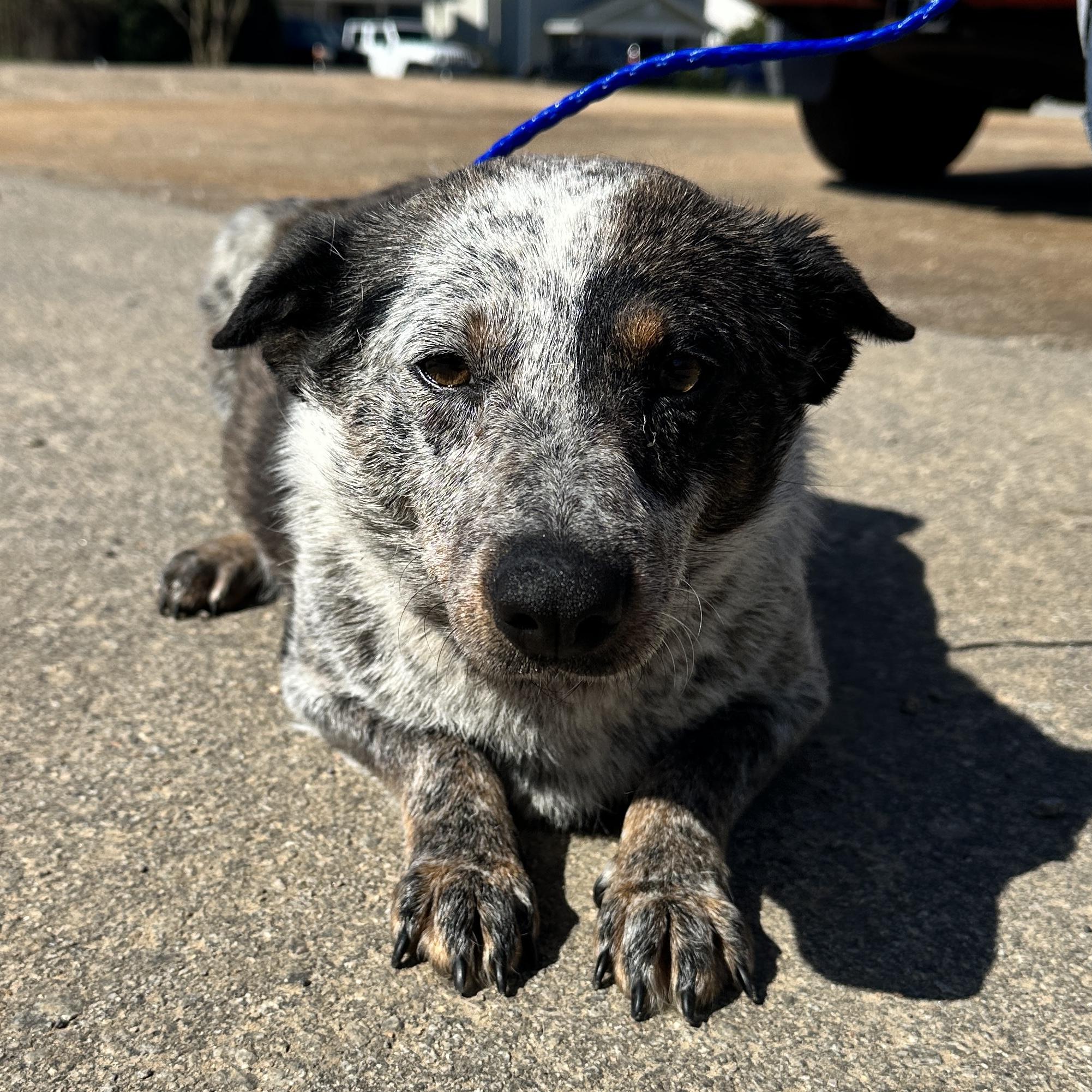 Enlarge Mattie, a Adoptable mixed breed in Stowe, VT image 4/6