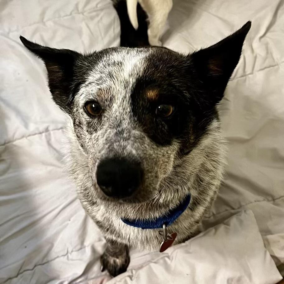 Enlarge Mattie, a Adoptable mixed breed in Stowe, VT image 1/6