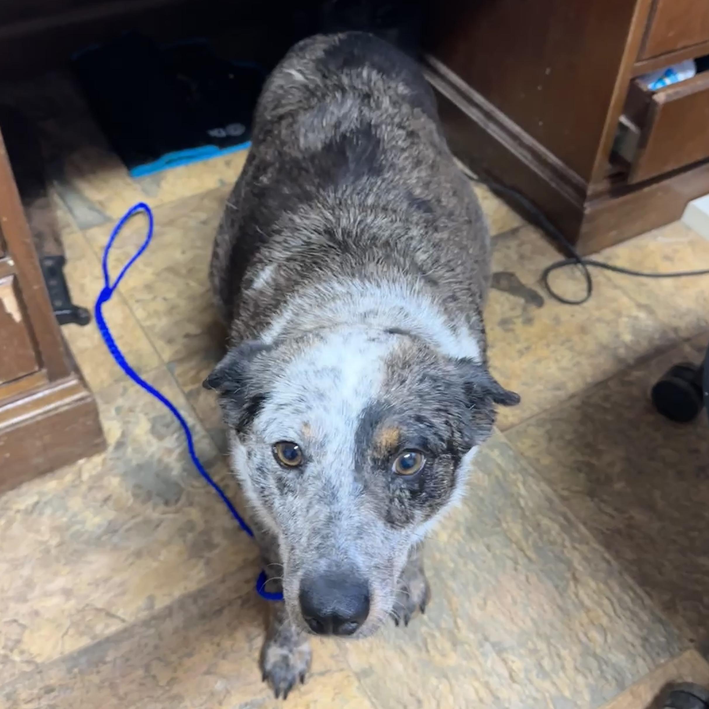 Enlarge Mattie, a Adoptable mixed breed in Stowe, VT image 6/6