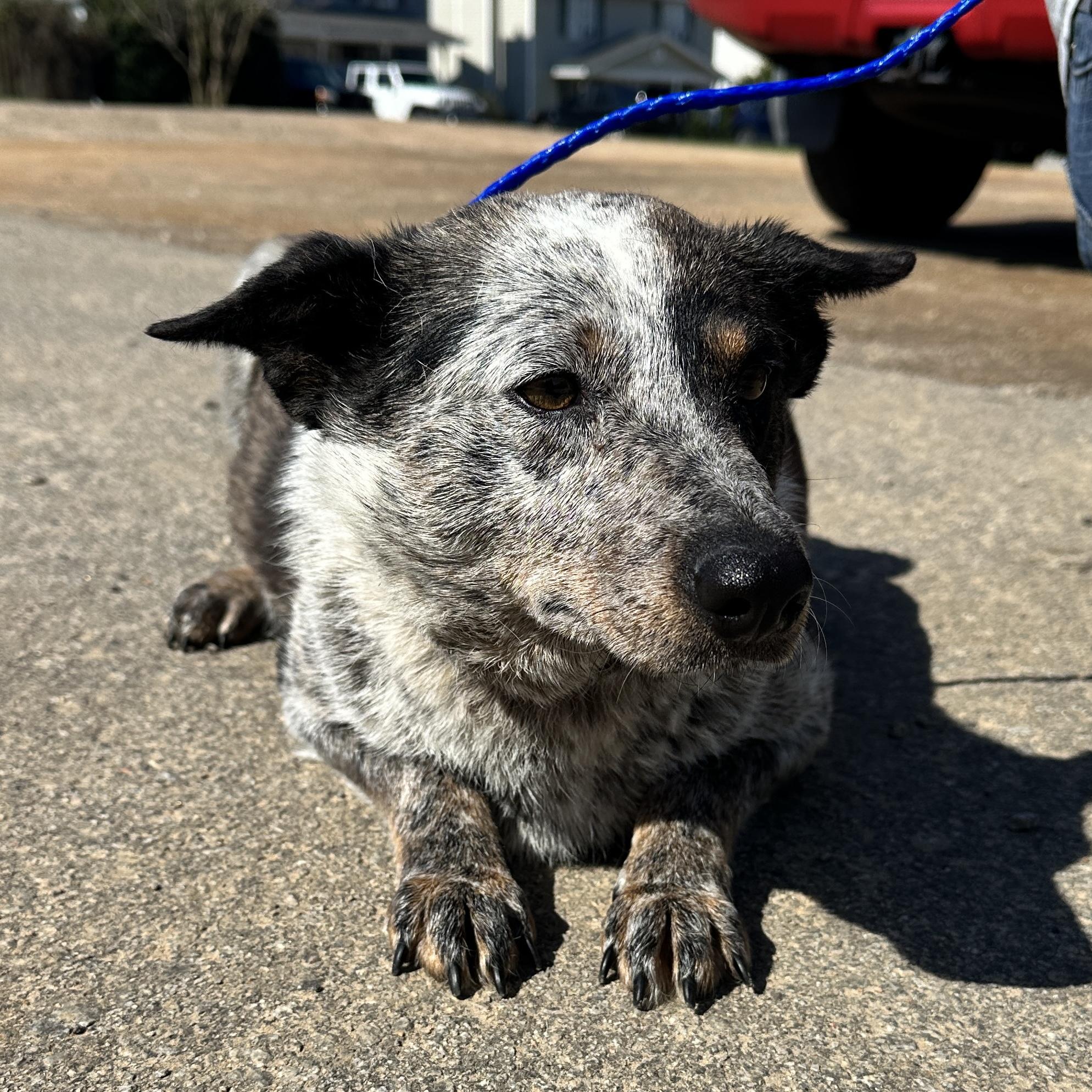 Enlarge Mattie, a Adoptable mixed breed in Stowe, VT image 5/6