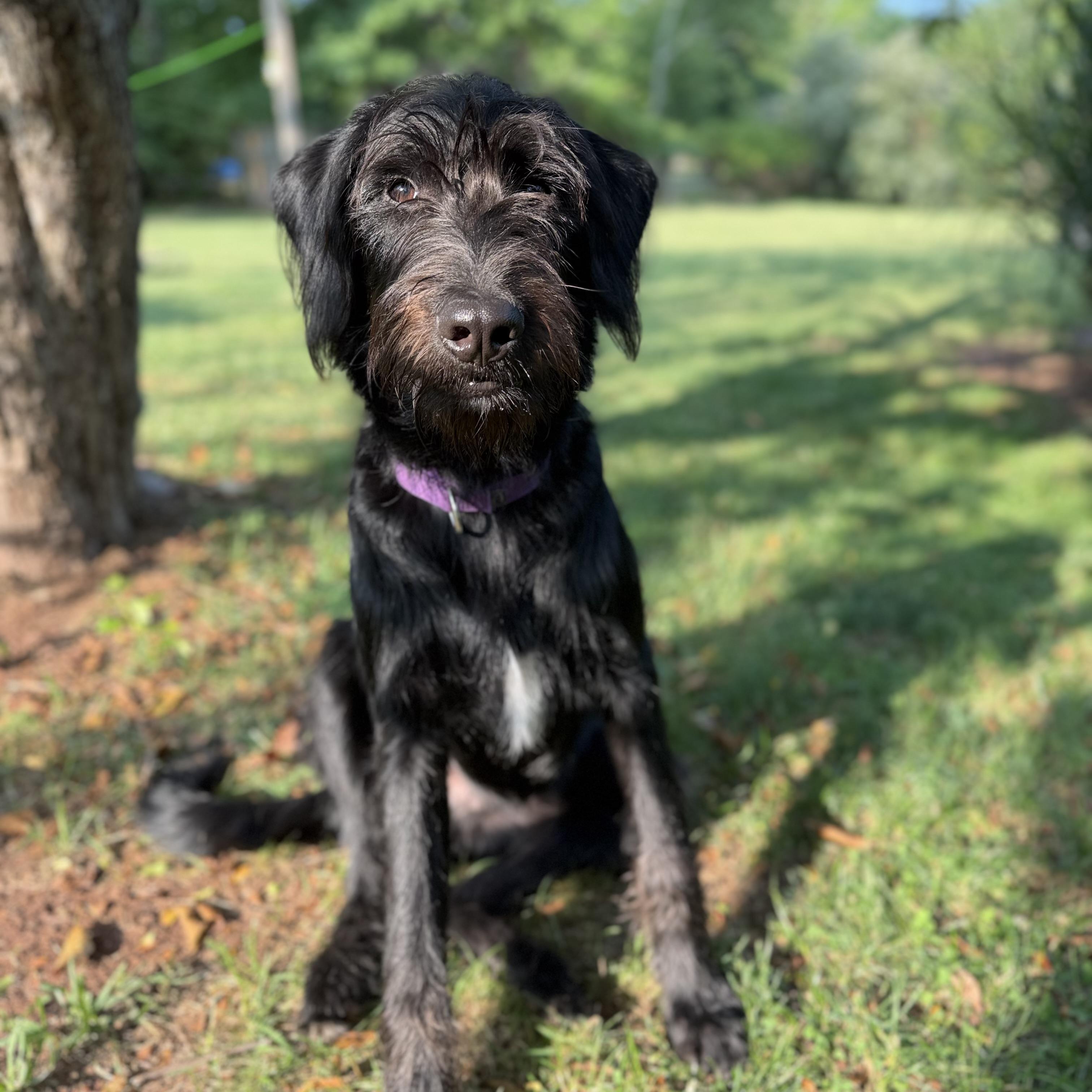Kane, ADOPTABLE, Puppy Male Poodle & Belgian Shepherd / Malinois.