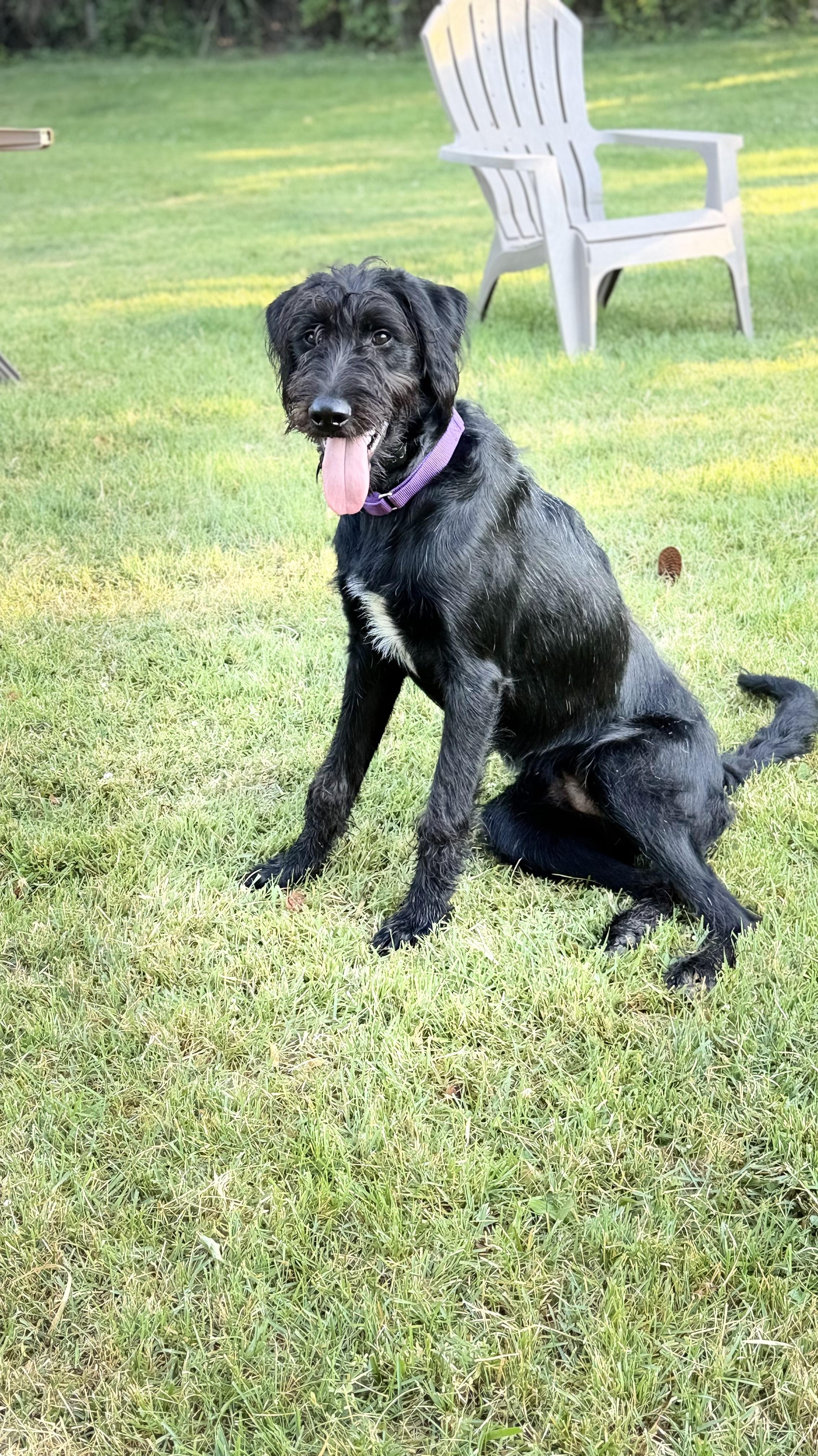 Enlarge Kane, a ADOPTABLE mixed breed in Mendham, NJ image 3/5