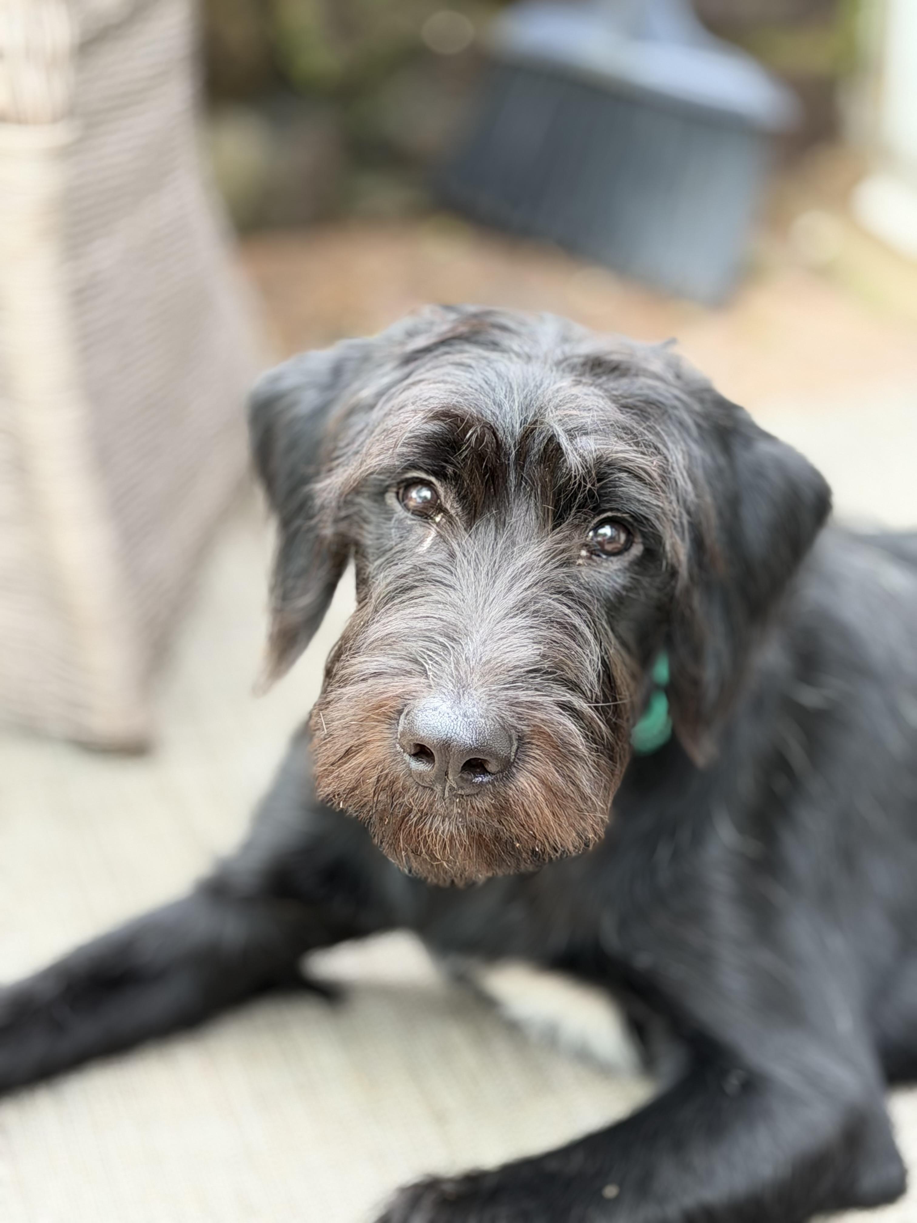 Enlarge Kane, a ADOPTABLE mixed breed in Mendham, NJ image 5/5