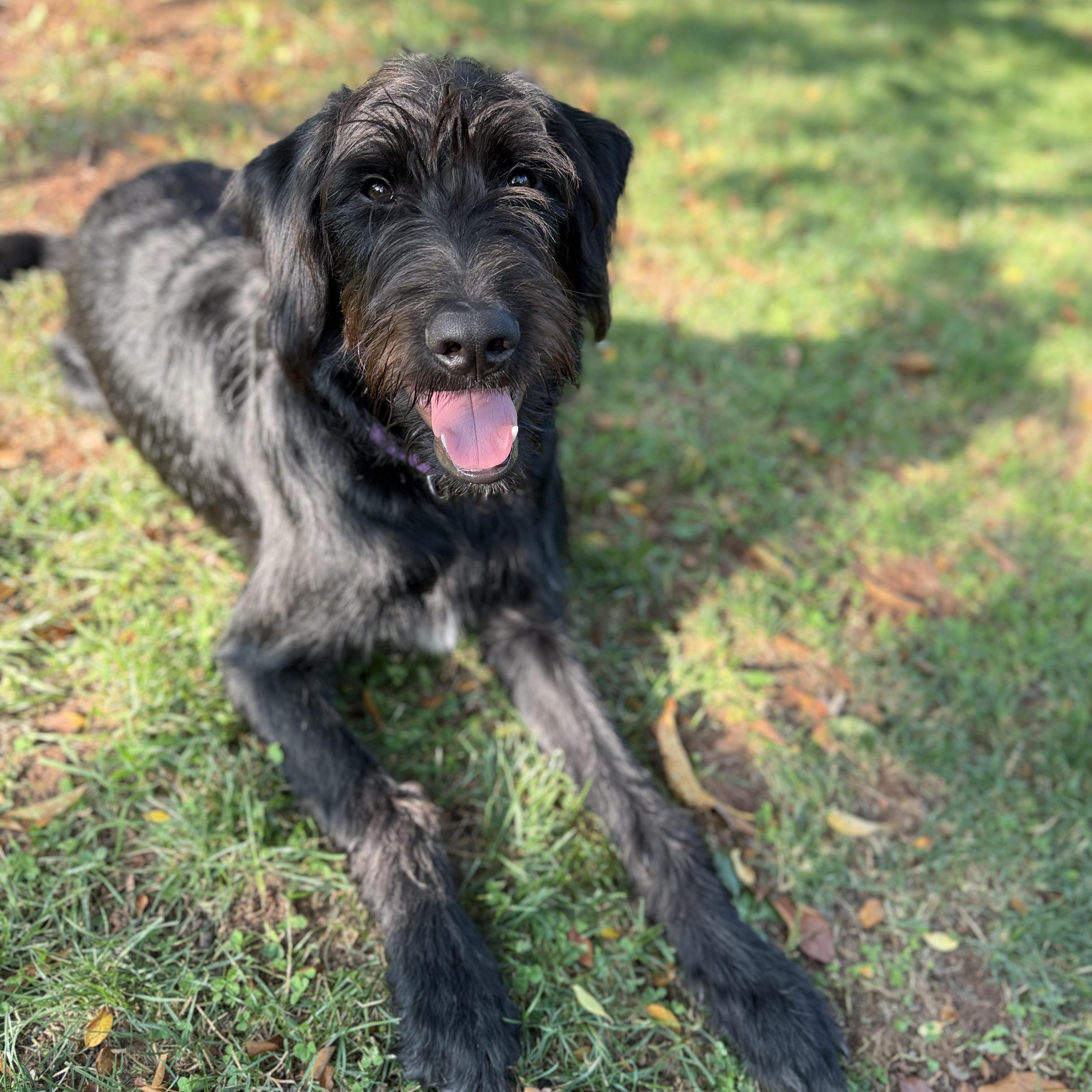 Enlarge Kane, a ADOPTABLE mixed breed in Mendham, NJ image 2/5