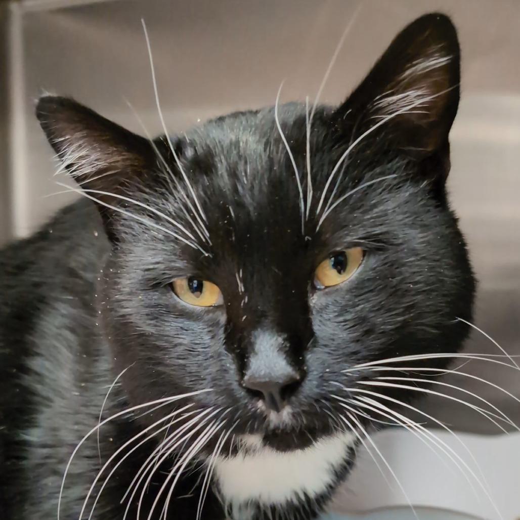 Walter Walby, Adoptable, Adult Male Domestic Short Hair.
