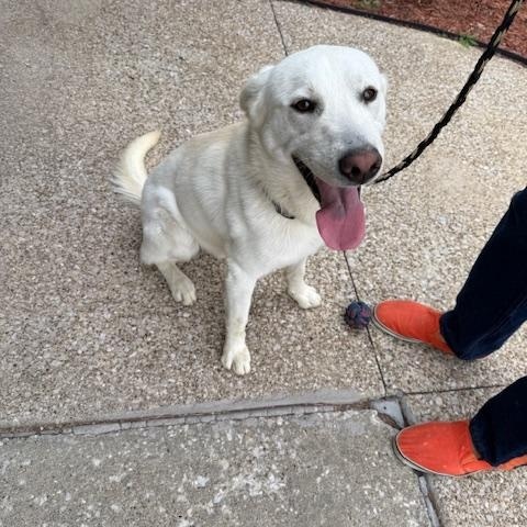 Enlarge Tundra, a ADOPTABLE mixed breed in Owensboro, KY image 2/3