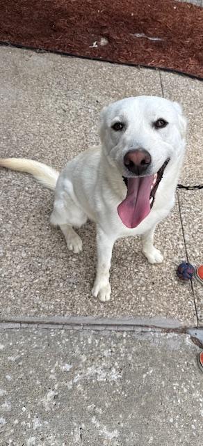 Enlarge Tundra, a ADOPTABLE mixed breed in Owensboro, KY image 1/3