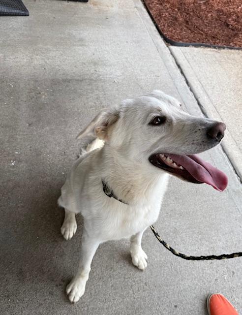 Enlarge Tundra, a ADOPTABLE mixed breed in Owensboro, KY image 3/3