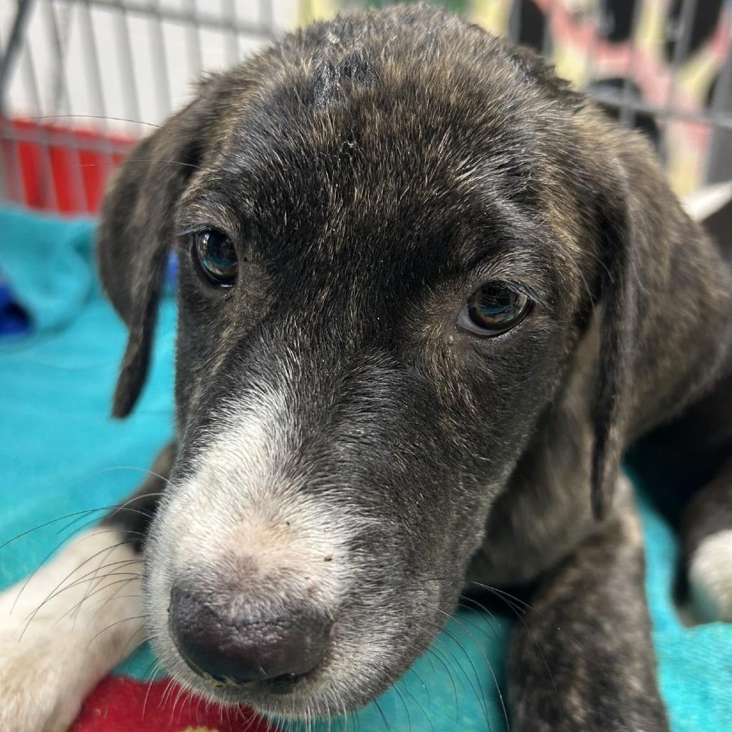 Checkers - Local August 28-30, a ADOPTABLE mixed breed in Happy Valley , OR image 2/2
