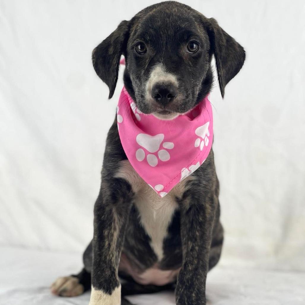 Checkers - Local August 28-30, a ADOPTABLE mixed breed in Happy Valley , OR image 1/2