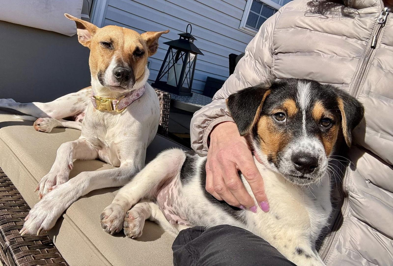 Pac, Adopted, Young Male Hound.