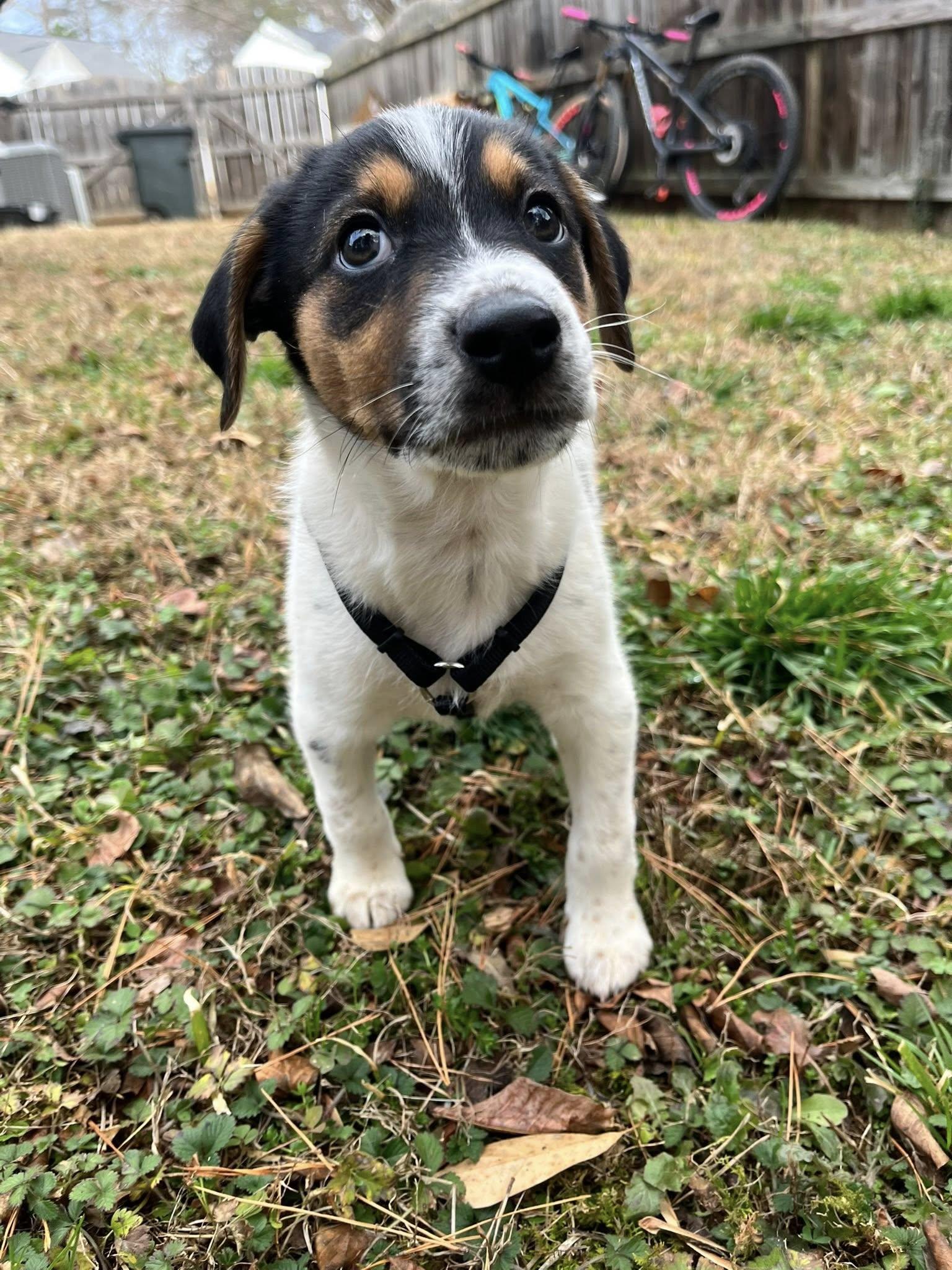 Enlarge Pac, a Adopted Hound in Greenville, SC image 2/3
