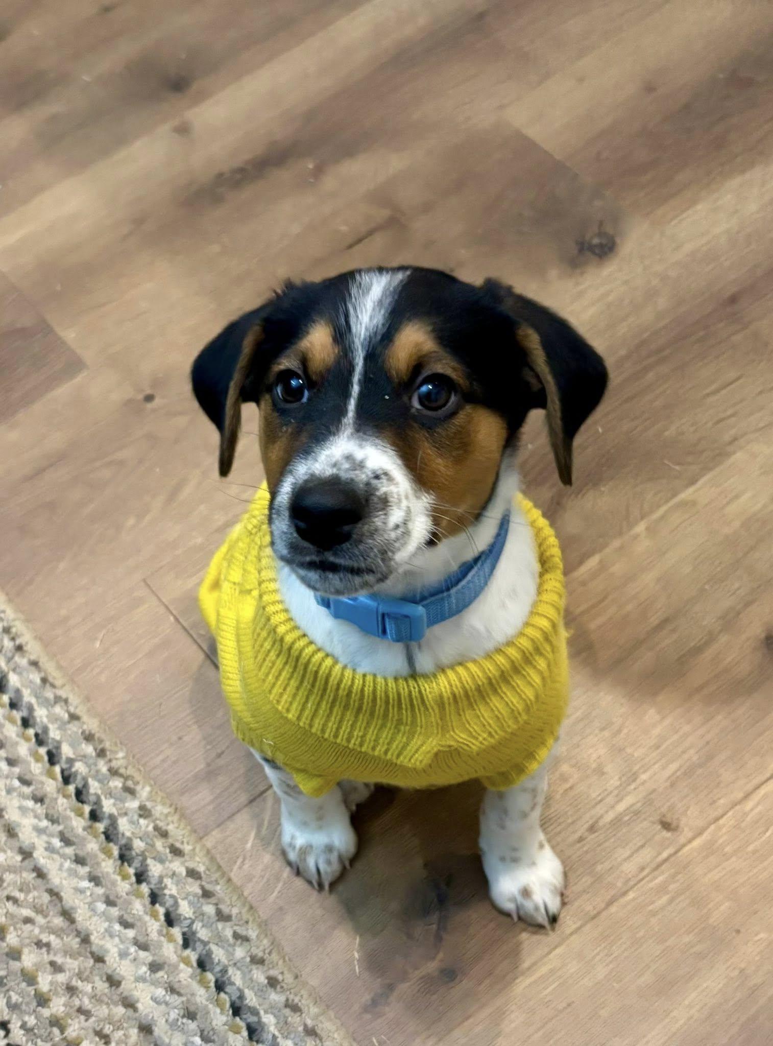 Enlarge Pac, a Adopted Hound in Greenville, SC image 3/3