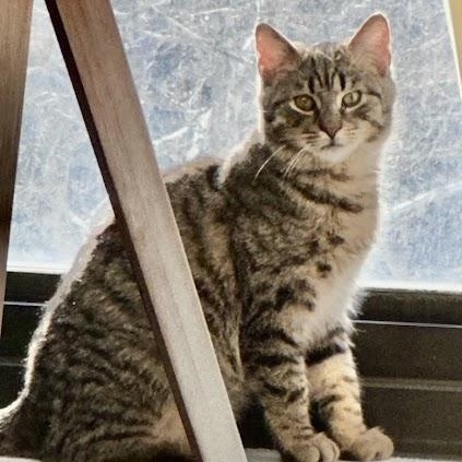 Nino Simon, Adoptable, Kitten Male American Shorthair.
