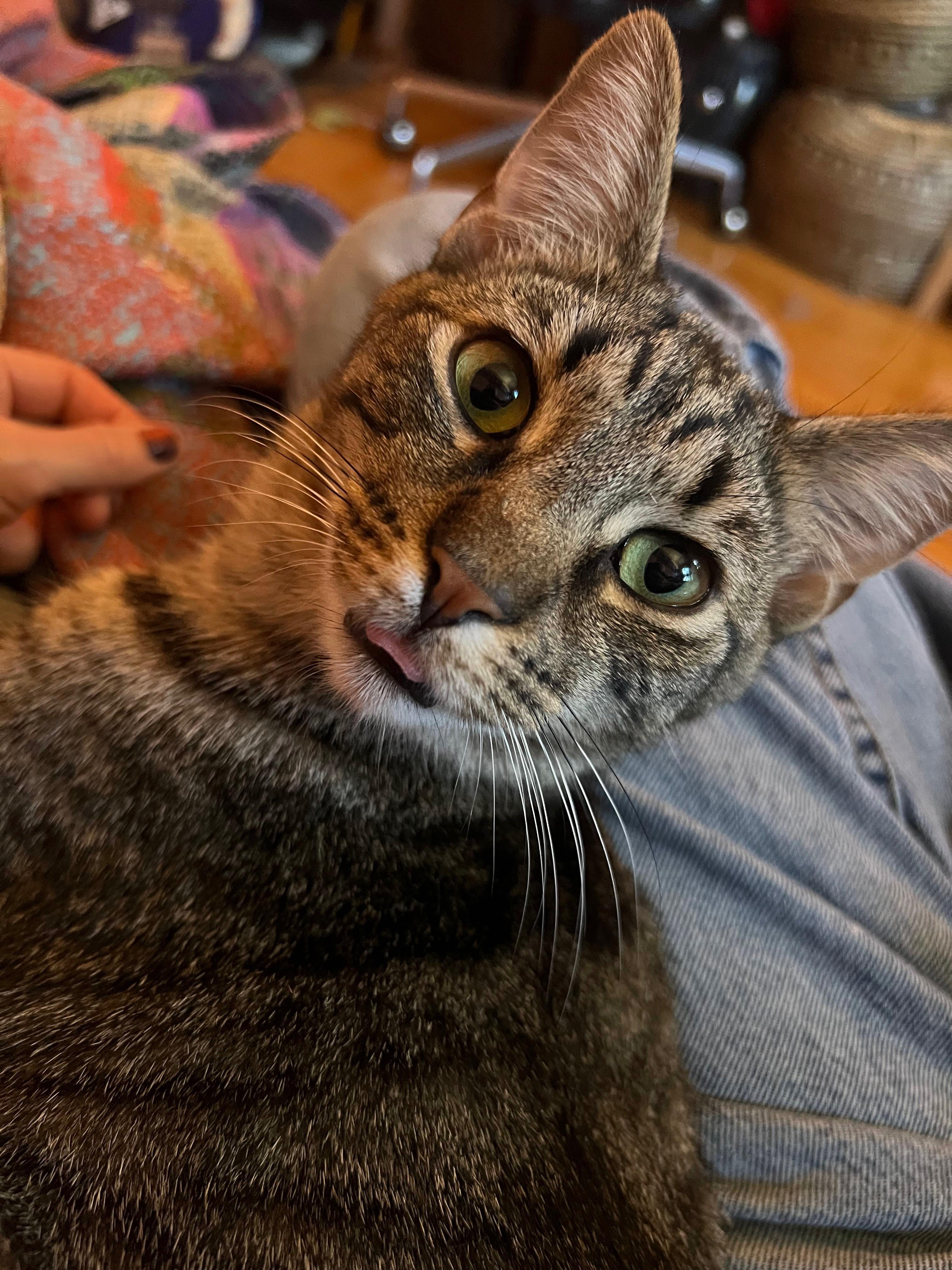 Nino Simon, a Adoptable American Shorthair in brooklyn, NY image 3/6
