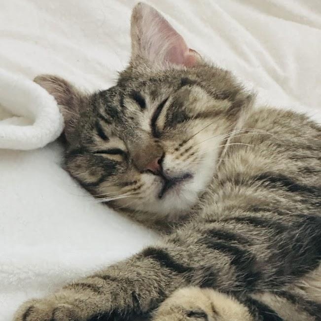 Enlarge Nino Simon, a Adoptable American Shorthair in brooklyn, NY image 4/6