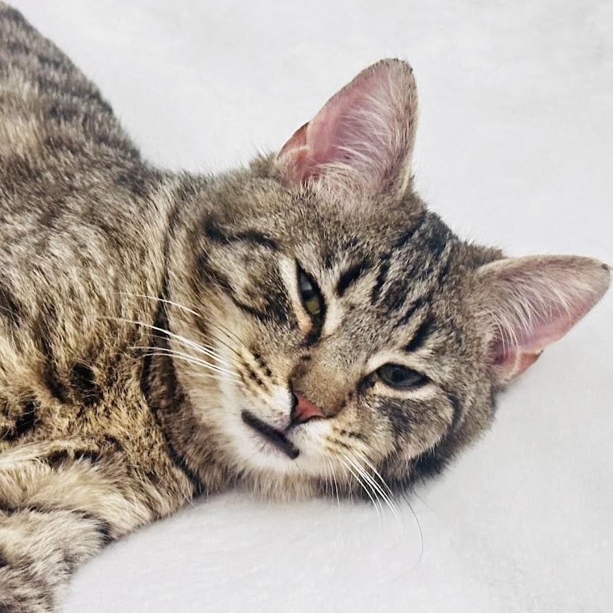 Enlarge Nino Simon, a Adoptable American Shorthair in brooklyn, NY image 2/6