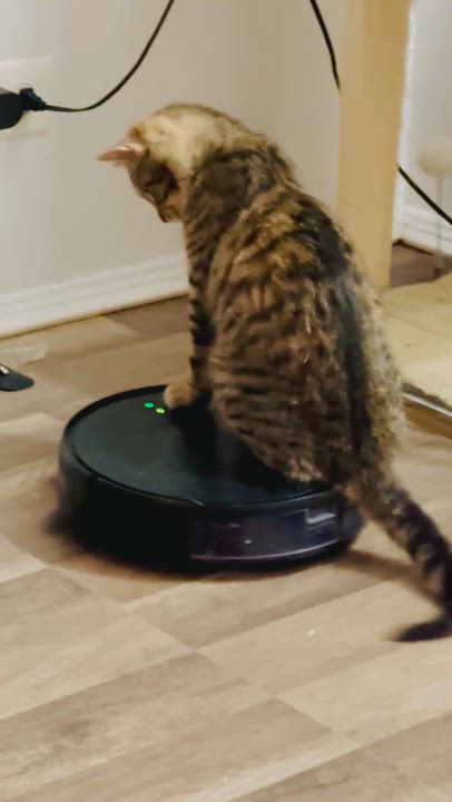 Enlarge Nino Simon, a Adoptable American Shorthair in brooklyn, NY video 6/6