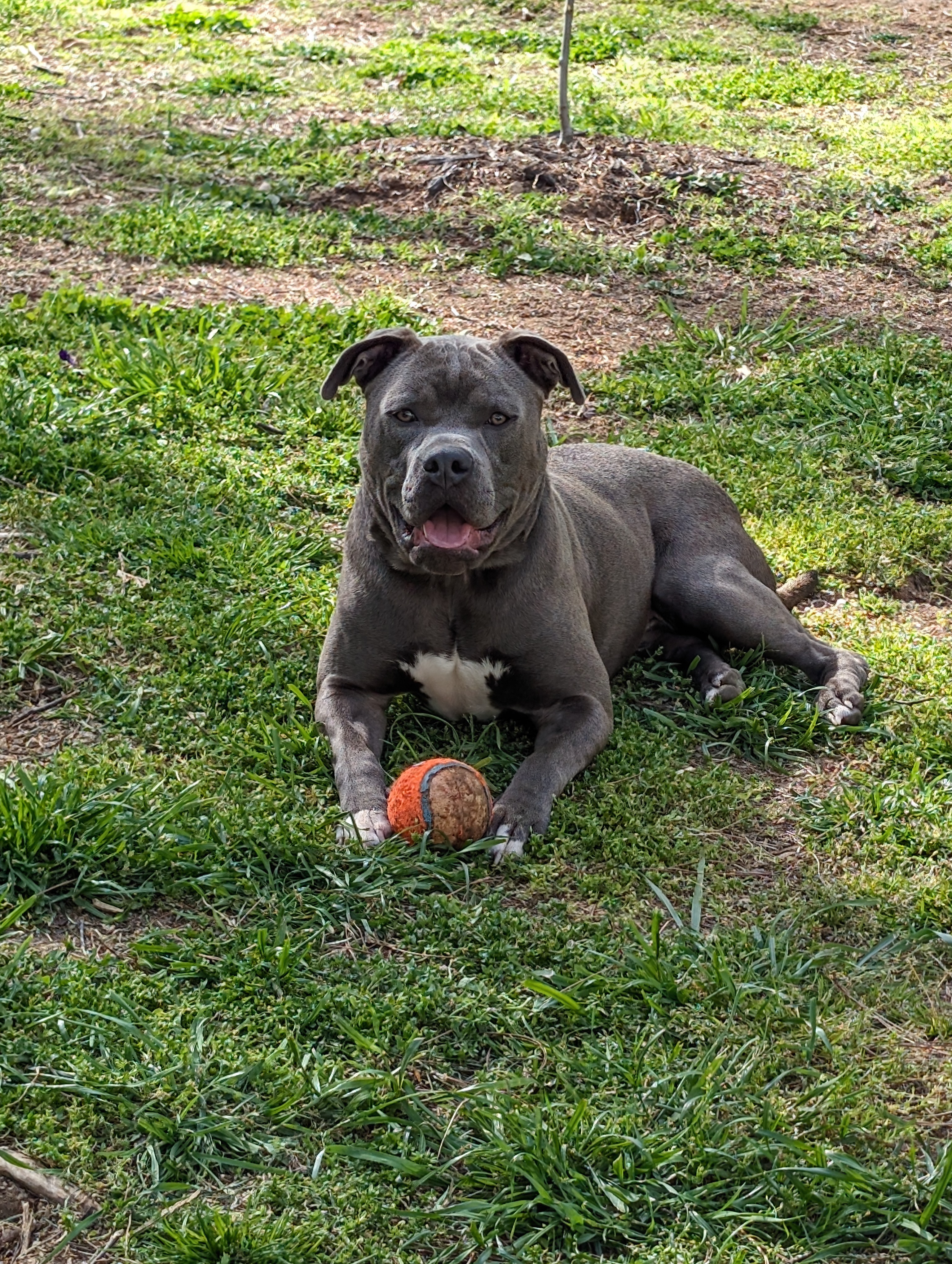 GREAT DOG! HE DOES LIKE SOME MALES BUT WILL NEED A FEMALE IN THE HOME - Jake