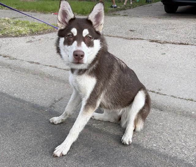 Enlarge SHAE, a Adoptable Husky in Minneapolis, MN image 1/1