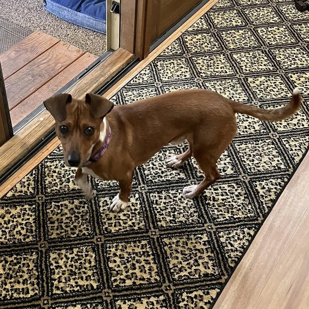 Enlarge Arnie, a Adoptable mixed breed in Portland, OR image 6/6