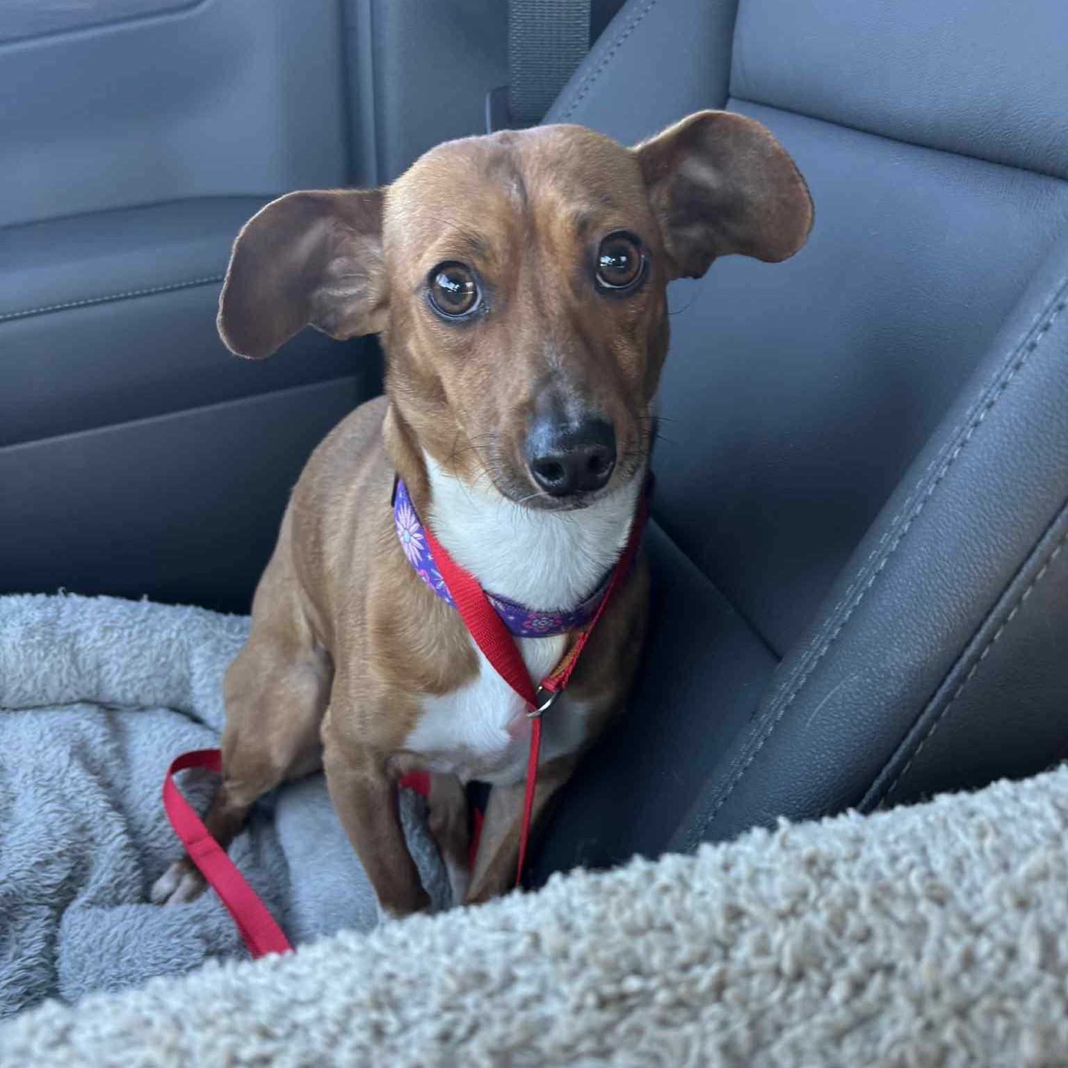 Arnie, Adoptable, Young Male Jack Russell Terrier & Mixed Breed.